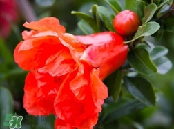 石榴花花語代表什么意思？石榴花花語是什么意思