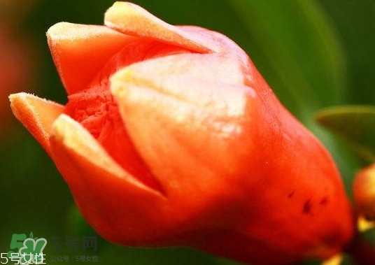 石榴花有毒嗎？石榴花能吃嗎？