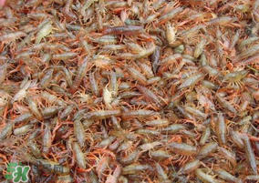 龍蝦苗多少錢一斤？龍蝦苗多少錢一斤2017？