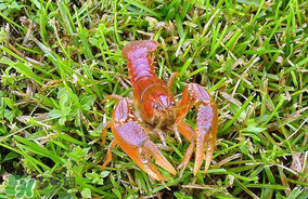 龍蝦苗多少錢一斤？龍蝦苗多少錢一斤2017？