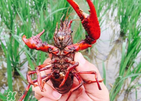 龍蝦苗多少錢一斤？龍蝦苗多少錢一斤2017？
