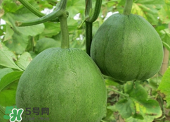 甜瓜怎么挑？甜瓜挑選方法