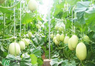 甜瓜怎么挑？甜瓜挑選方法