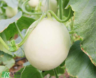 甜瓜怎么挑？甜瓜挑選方法