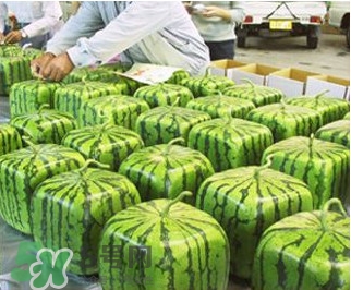 方形西瓜哪里有賣的？哪里可以買到方形西瓜