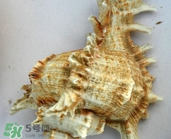 海螺是寒性的嗎？海螺是熱性還是涼性的