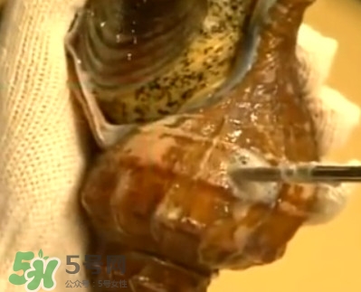 海螺怎樣吃才正確圖解？海螺哪里不能吃圖示