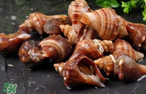 海螺是蒸還是煮？海螺的尾部是黃還是屎