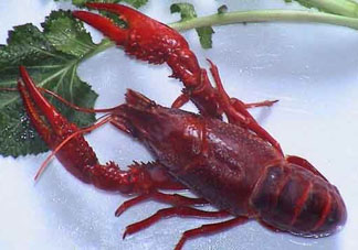 潛江小龍蝦和盱眙小龍蝦哪個(gè)有名？哪個(gè)好吃？