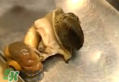 海螺怎樣吃才正確圖解？海螺哪里不能吃圖示