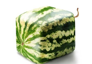 方形西瓜是如何種出來的？方形西瓜是怎么長成的