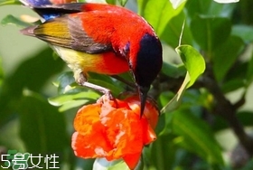 石榴花有毒嗎？石榴花能吃嗎？