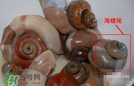 海螺是發(fā)物嗎？海螺是不是發(fā)物