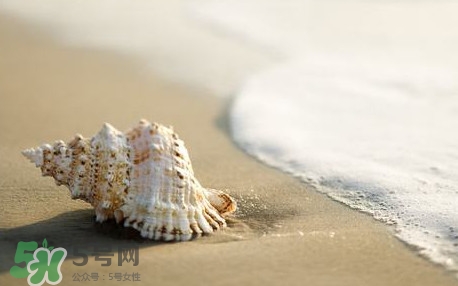 海螺是蒸還是煮？海螺的尾部是黃還是屎