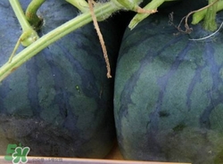 方形西瓜是如何種出來(lái)的？方形西瓜是怎么長(zhǎng)成的