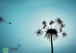 蒲公英開(kāi)花了還能吃嗎？蒲公英開(kāi)花的好還是不開(kāi)花的好？