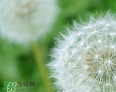 蒲公英開(kāi)花了還能吃嗎？蒲公英開(kāi)花的好還是不開(kāi)花的好？