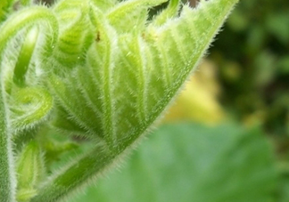 南瓜藤孕婦可以吃嗎？懷孕可以吃南瓜藤嗎？