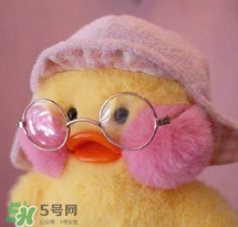 cafemimi玻尿酸鴨哪里有？cafemimi玻尿酸鴨怎么買？