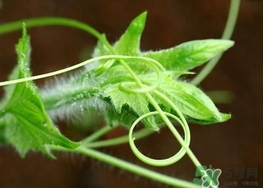 南瓜藤的葉子可以吃嗎？南瓜藤葉子上的絨毛可以吃嗎？