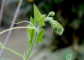 南瓜藤的葉子可以吃嗎？南瓜藤葉子上的絨毛可以吃嗎？