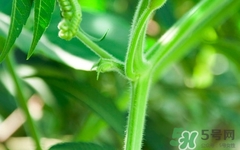 南瓜藤絨毛怎么去除？南瓜藤絨毛去除方法