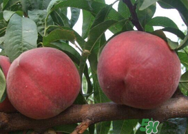 毛桃和雞蛋能一起吃嗎？吃完毛桃可以吃雞蛋嗎？