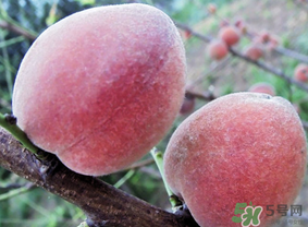 毛桃和雞蛋能一起吃嗎？吃完毛桃可以吃雞蛋嗎？