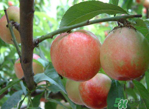 油桃和西紅柿能一起吃嗎？毛桃和西紅柿能一起吃嗎？