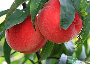 水蜜桃不能和什么一起吃？水蜜桃和什么不能一起吃？