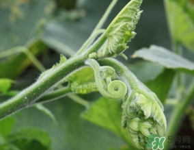 南瓜藤孕婦可以吃嗎？懷孕可以吃南瓜藤嗎？