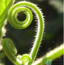 南瓜藤孕婦可以吃嗎？懷孕可以吃南瓜藤嗎？