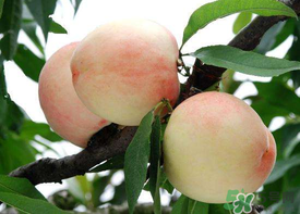 水蜜桃可以放冰箱嗎？水蜜桃放冰箱能放多久？