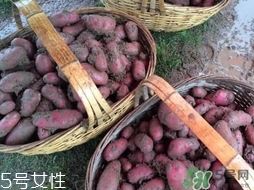 紅土豆是轉(zhuǎn)基因的嗎？紅土豆和正常土豆的區(qū)別