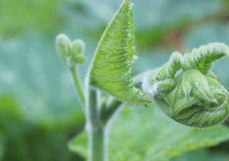 南瓜藤的葉子可以吃嗎？南瓜藤葉子上的絨毛可以吃嗎？