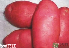 紅土豆是轉(zhuǎn)基因的嗎？紅土豆和正常土豆的區(qū)別