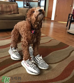 adidas yeezy 350 v2 boost zebra白斑馬怎么買_搶購(gòu)攻略