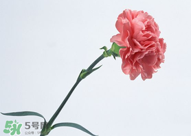 父親節(jié)可以送康乃馨嗎？父親節(jié)送康乃馨好不好？