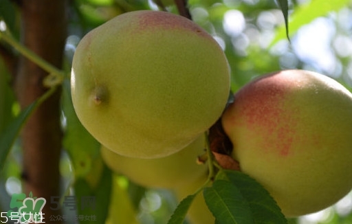 九仙桃什么時(shí)候成熟？九仙桃什么時(shí)候上市