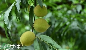 鷹嘴桃?guī)自路莩墒?？鷹嘴桃什么時候成熟