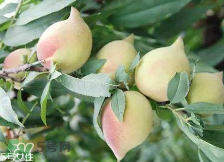 鷹嘴桃?guī)自路莩墒?？鷹嘴桃什么時候成熟