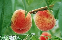 九仙桃怎么保鮮？九仙桃可保鮮多長(zhǎng)時(shí)間