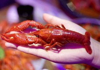 2017常州龍蝦節(jié)什么時候？2017常州龍蝦節(jié)在哪里？