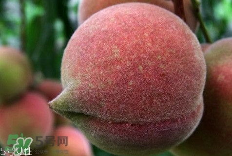 九仙桃怎么保鮮？九仙桃可保鮮多長(zhǎng)時(shí)間