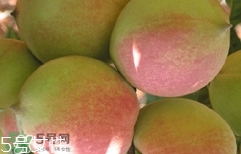 鷹嘴桃種植應(yīng)注意哪些？鷹嘴桃什么時間修剪