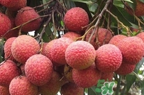 黑葉荔枝有什么功效？黑葉荔枝吃多了會怎樣？