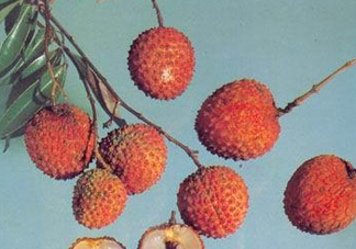 糯米糍荔枝產(chǎn)地是哪里？糯米糍荔枝上火嗎