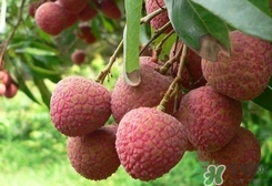 桂味和糯米糍哪個好吃？桂味荔枝和糯米糍荔枝區(qū)別