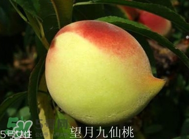 九仙桃什么時(shí)候成熟？九仙桃什么時(shí)候上市