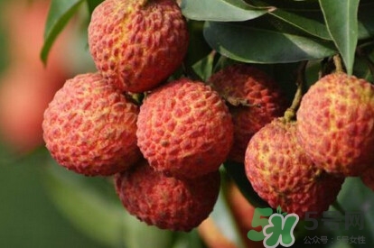 糯米糍荔枝產(chǎn)地是哪里？糯米糍荔枝上火嗎